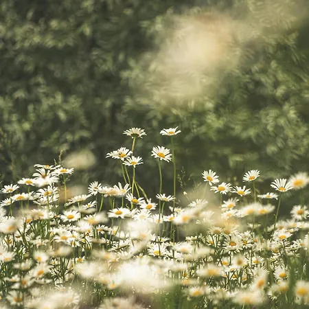 Thum'scher Hof Guest house 3*