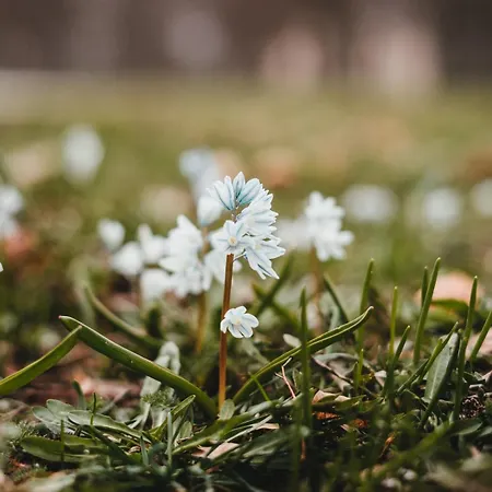 Guest house Thum'scher Hof 3*