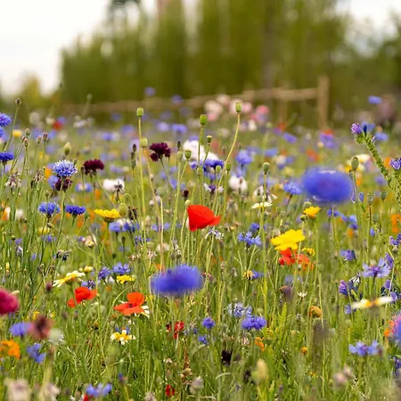 Guest house Thum'scher Hof