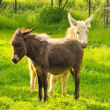 Thum'scher Hof Ortenberg (Hessen)