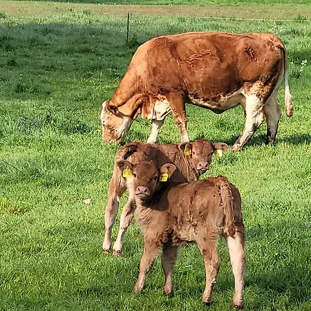 Thum'scher Hof 3* Ortenberg (Hessen)